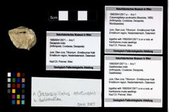 Foto (Objekt + Etikett) von Cracensigillatus acutirostris (Moericke, 1889)  (NHMW-GEO-1990-0041-2671a)